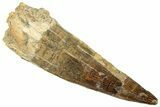 Fossil Spinosaurus Tooth - Real Dinosaur Tooth #322232-1
